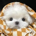 Avatar of Hafsa Ahmed